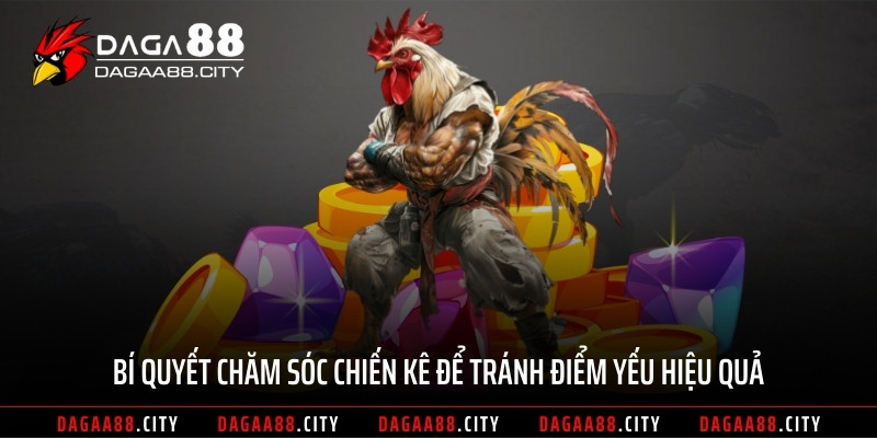 Bí quyết chăm sóc chiến kê để tránh điểm yếu hiệu quả
