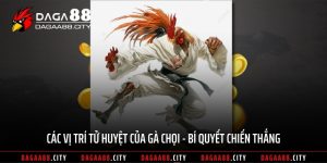 Các Vị Trí Tử Huyệt Của Gà Chọi - Bí Quyết Chiến Thắng