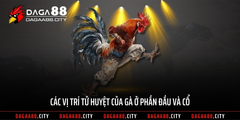 Các vị trí tử huyệt của gà ở phần đầu và cổ