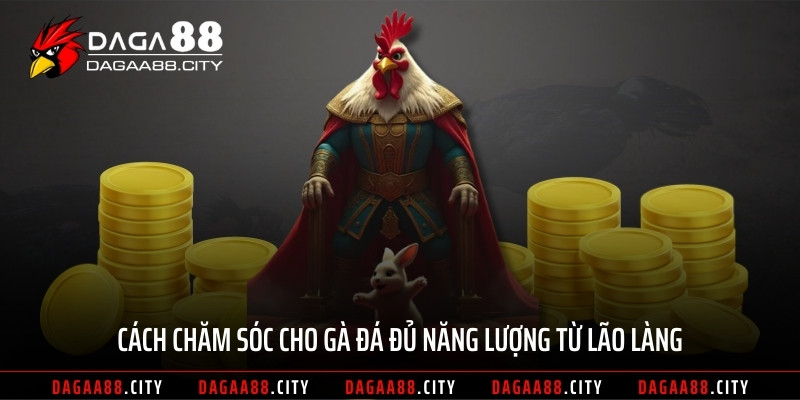 Cách chăm sóc cho gà đá đủ năng lượng từ lão làng
