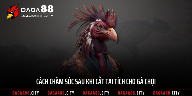 Cách chăm sóc sau khi cắt tai tích cho gà chọi