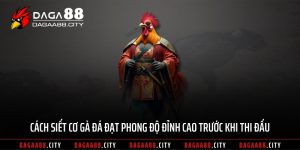 Cách Siết Cơ Gà Đá Đạt Phong Độ Đỉnh Cao Trước Khi Thi Đấu