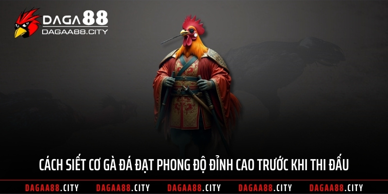 Cách Siết Cơ Gà Đá Đạt Phong Độ Đỉnh Cao Trước Khi Thi Đấu