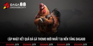 Cập Nhật Kết Quả Đá Gà Thomo Mới Nhất Tại Nền Tảng DAGA88