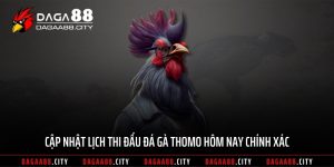 Cập Nhật Lịch Thi Đấu Đá Gà Thomo Hôm Nay Chính Xác