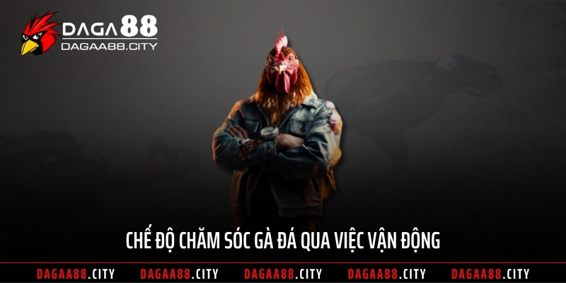Chế độ chăm sóc gà đá qua việc vận động