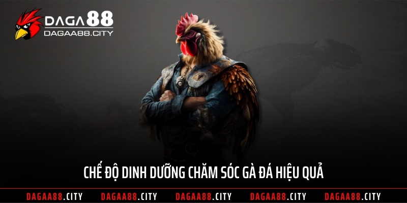 Chế độ dinh dưỡng chăm sóc gà đá hiệu quả