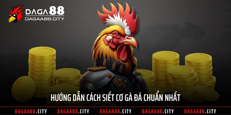 Hướng dẫn cách siết cơ gà đá chuẩn nhất