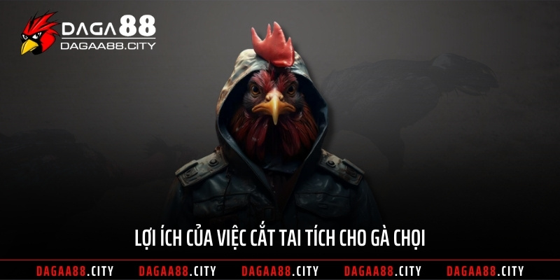 Lợi ích của việc cắt tai tích cho gà chọi