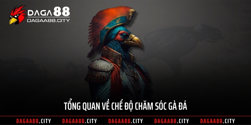 Tổng quan về chế độ chăm sóc gà đá
