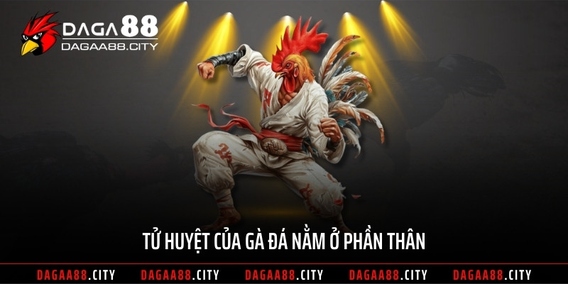 Tử huyệt của gà đá nằm ở phần thân