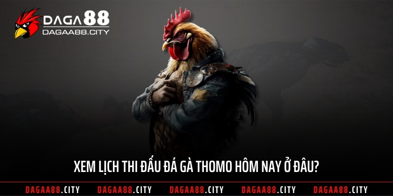 Xem lịch thi đấu đá gà Thomo hôm nay ở đâu?