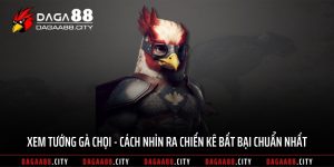 Xem Tướng Gà Chọi – Cách Nhìn Ra Chiến Kê Bất Bại Chuẩn Nhất