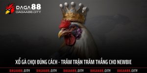 Xổ Gà Chọi Đúng Cách – Trăm Trận Trăm Thắng Cho Newbie
