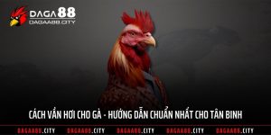 Cách Vần Hơi Cho Gà – Hướng Dẫn Chuẩn Nhất Cho Tân Binh