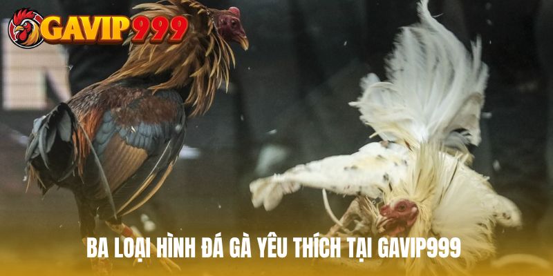 Ba loại hình đá gà yêu thích tại GAVIP999