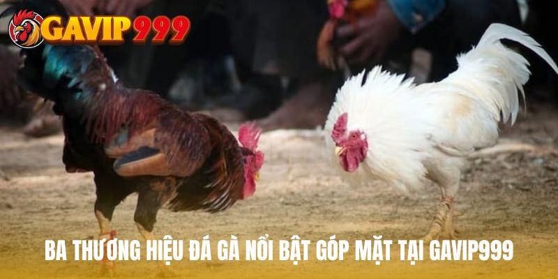  Ba thương hiệu đá gà nổi bật góp mặt tại GAVIP999
