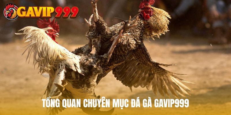 Tổng quan chuyên mục đá gà GAVIP999